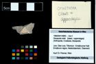 Foto (Objekt + Etikett) von Decapoda indet.  (NHMW-GEO-1990-0041-4800)